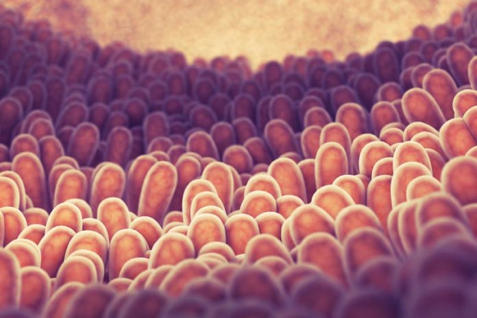 Villi intestinali Villi intestinali