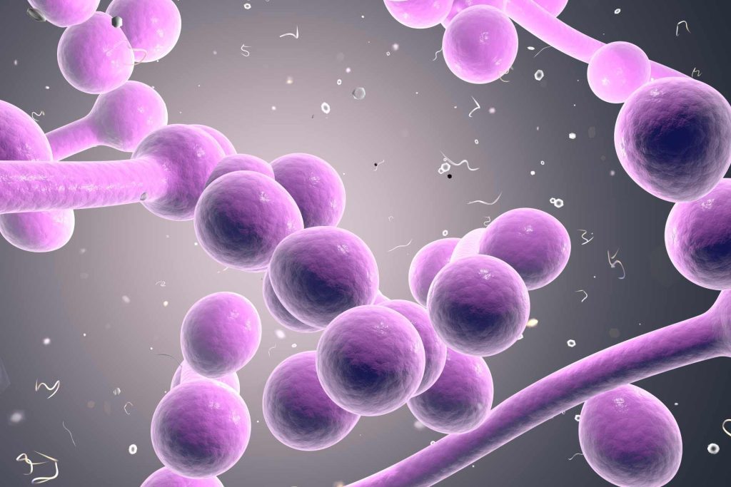 candida tropicalis microbiota